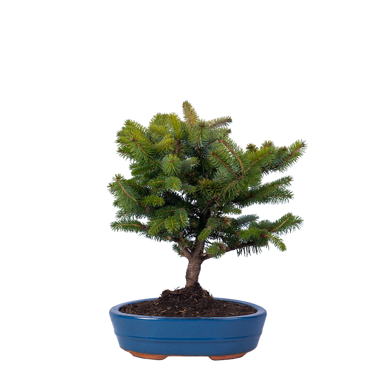 picea pungens vaso 26-1