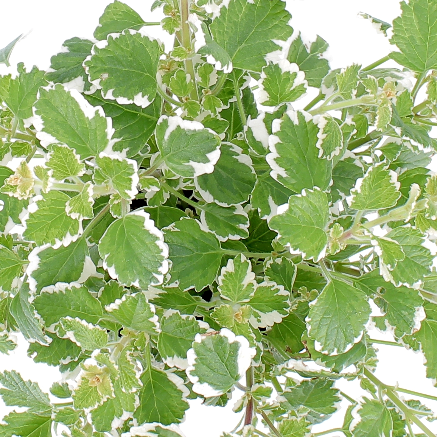 Plectranthus Coleidos-0001
