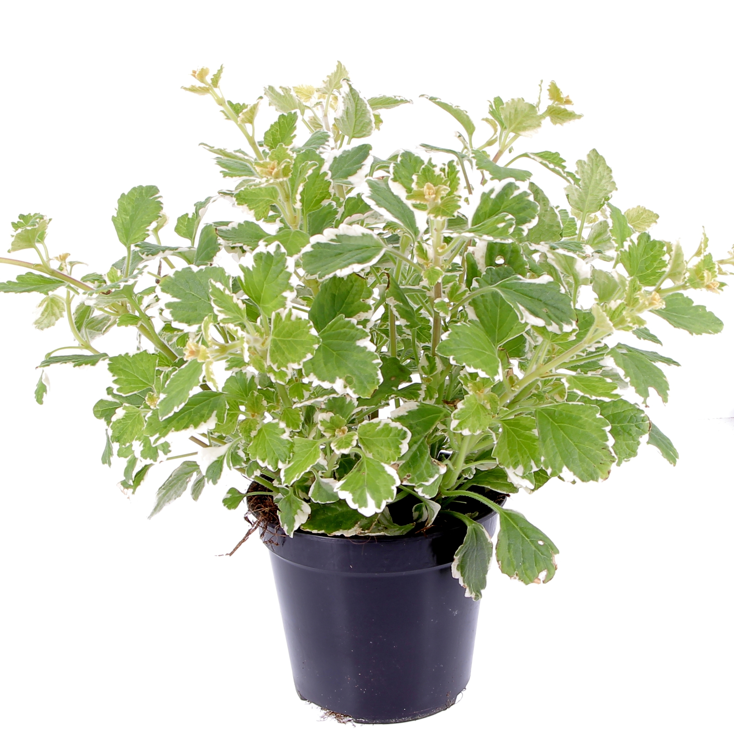 Plectranthus Coleidos-0002
