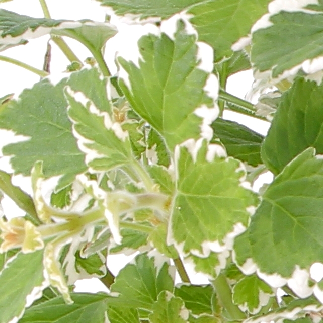 Plectranthus Coleidos-0004