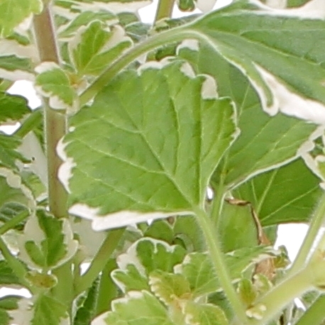 Plectranthus Coleidos-0005